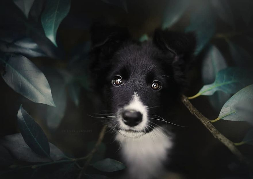 чудесные портреты собак кристины квапиловой