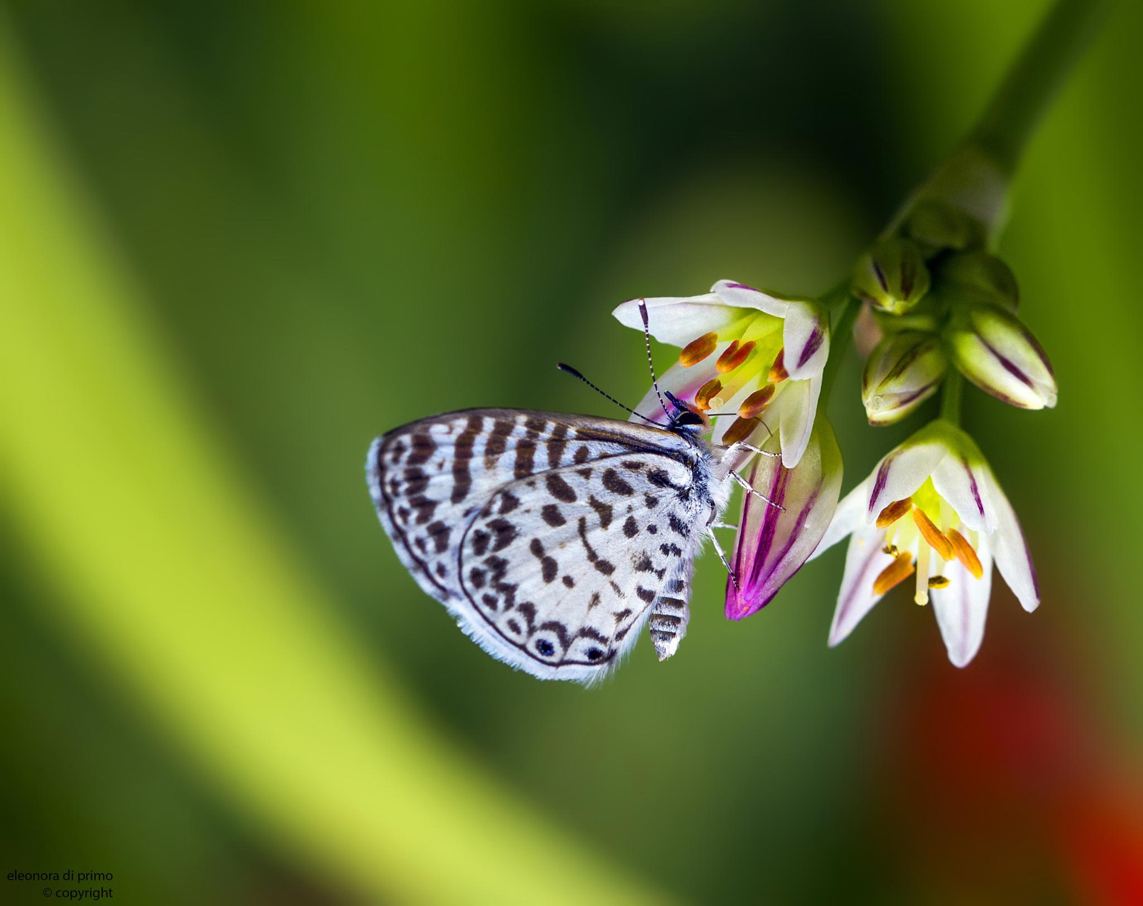 хрупкие бабочки элеоноры ди примо