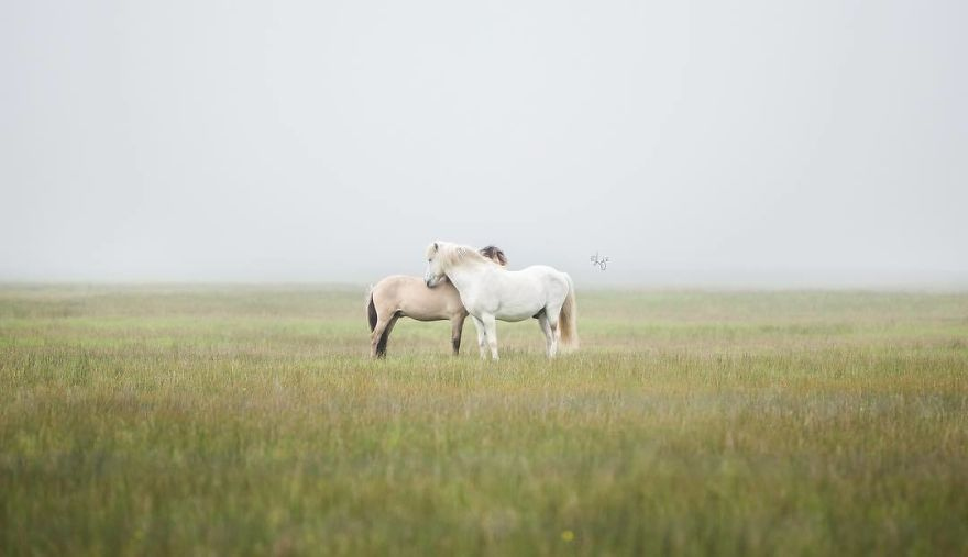 лошади в завораживающих исландских пейзажах лиги лиепины