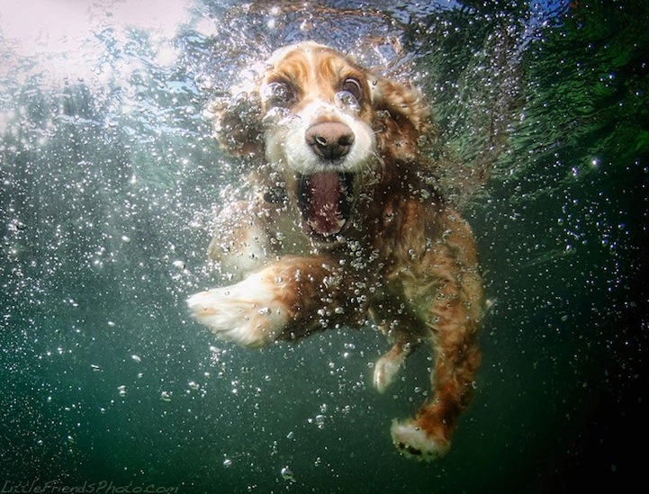 собаки под водой сета кастила