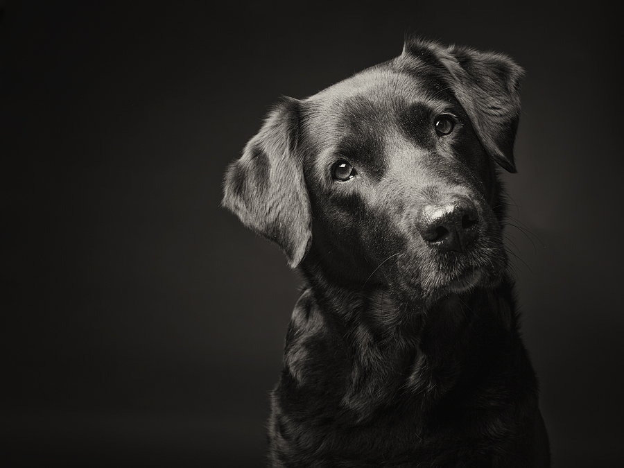 секреты съемки портретов собак