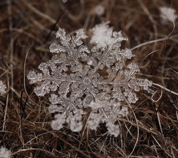 нереальные макрофотографии снежинок