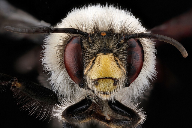 макро фотографии пчел сэма дроэга