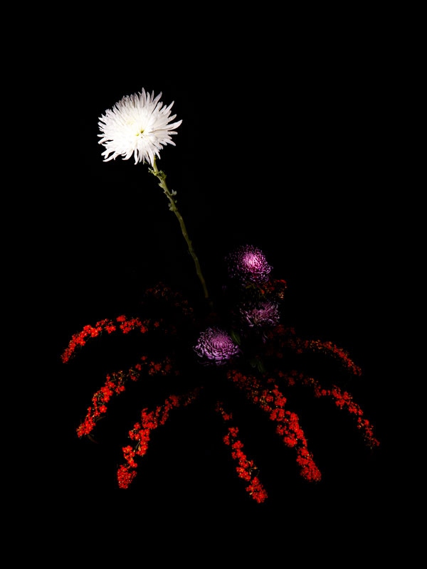 цветочный фейерверк сары илленбергер