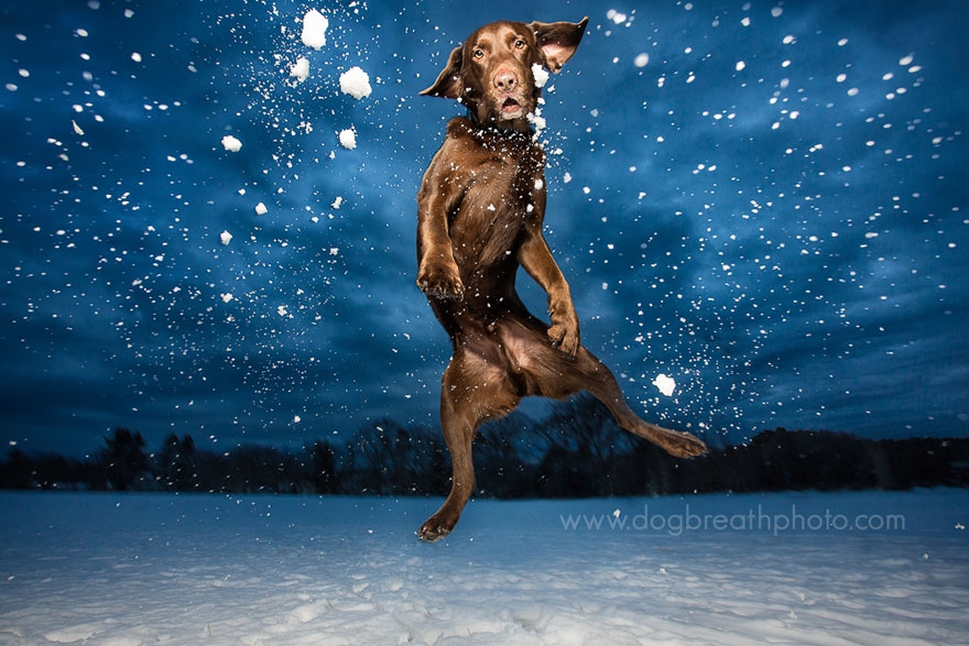 веселые фото собак кейли грир
