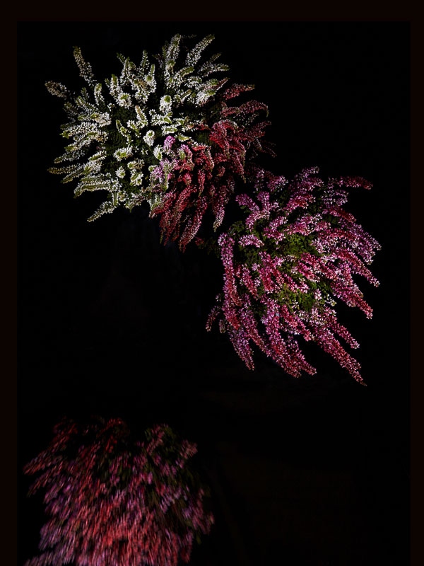 цветочный фейерверк сары илленбергер