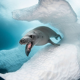 Победители конкурса 2019 Ocean Art Photo Contest | Блог о фотографии | Фотограф Команда foto.by