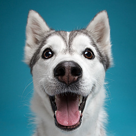 Забавные портреты собак Александра Хохлова | Фотограф Команда foto.by | foto.by фото.бай