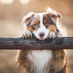 Собаки на природе Изы Лисон | Блог о фотографии | Фотограф Команда foto.by