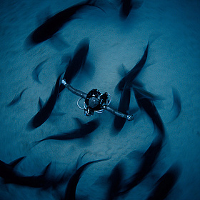Победители конкурса Underwater Photographer of the Year 2018 | Фотограф Команда foto.by | foto.by фото.бай