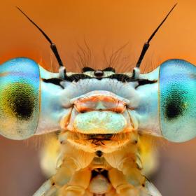 Портреты насекомых Ирэнеуша Валендзика | Фотограф Команда foto.by | foto.by фото.бай