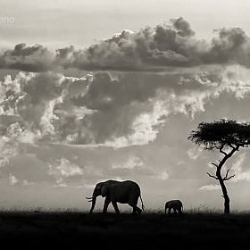 Африканские животные Марио Морено | Фотограф Команда foto.by | foto.by фото.бай