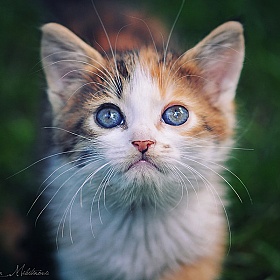 21 совет для съемки потрясающих фотографий кошек | Блог о фотографии | Фотограф Команда foto.by