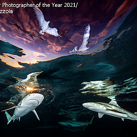 Победители конкурса  Underwater Photographer of the Year 2021 | Блог о фотографии | Фотограф Команда foto.by