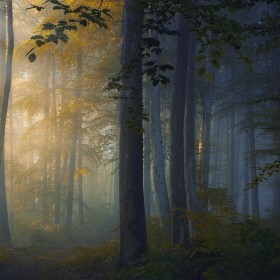 Лесные пейзажи Норберта Майера | Фотограф Команда foto.by | foto.by фото.бай