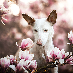 Лучшие фотографии собак 2019 года | Блог о фотографии | Фотограф Команда foto.by