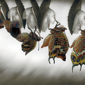 Мир насекомых Джима Хофмана | Фотограф Команда foto.by | foto.by фото.бай