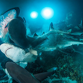Победители конкурса Underwater Photographer of the Year 2019 | Фотограф Команда foto.by | foto.by фото.бай