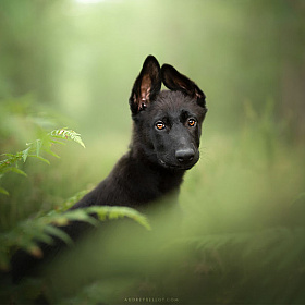 Прекрасные портреты собак Одри Белло | Фотограф Команда foto.by | foto.by фото.бай