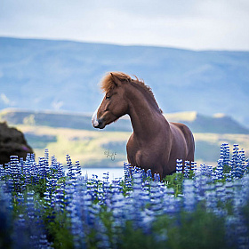 Лошади в завораживающих исландских пейзажах Лиги Лиепины | Фотограф Команда foto.by | foto.by фото.бай