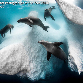 Победители конкурса Underwater Photographer of the Year 2020 | Фотограф Команда foto.by | foto.by фото.бай