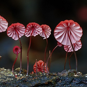 Макро фото грибов Стива Аксфорда | Фотограф Команда foto.by | foto.by фото.бай