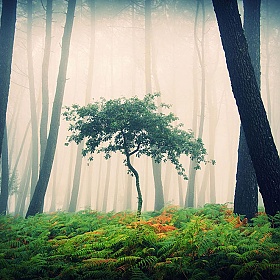 Мистические фото леса Гильермо Карбалла | Блог о фотографии | Фотограф Команда foto.by