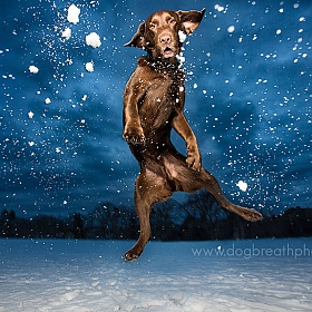 Веселые фото собак Кейли Грир | Блог о фотографии | Фотограф Команда foto.by