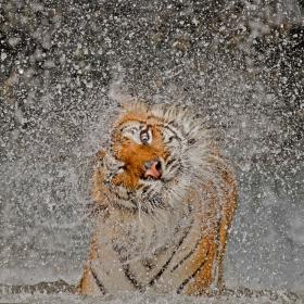 Фотоконкурс National Geographic 2012: фотографии-победители | Блог о фотографии | Фотограф Команда foto.by