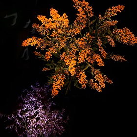 Цветочный фейерверк Сары Илленбергер | Блог о фотографии | Фотограф Команда foto.by