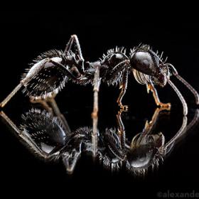 Макросъемка муравья | Фотограф Команда foto.by | foto.by фото.бай