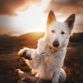 Чудесные портреты собак Кристины Квапиловой | Фотограф Команда foto.by | foto.by фото.бай