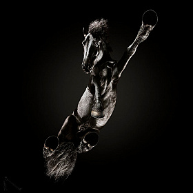 Лошади Андрюса Бурба: вид снизу | Блог о фотографии | Фотограф Команда foto.by