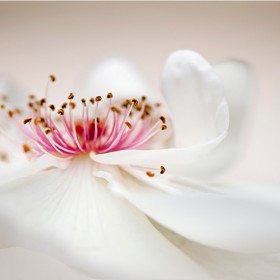 Нежность цветов Джеки Паркер | Блог о фотографии | Фотограф Команда foto.by