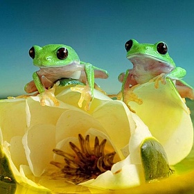 Макро фото лягушек Вил Мийер | Блог о фотографии | Фотограф Команда foto.by