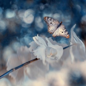 Хрупкие бабочки Элеоноры Ди Примо | Блог о фотографии | Фотограф Команда foto.by