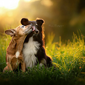 Игривые и жизнерадостные собаки Рии Путцкер | Блог о фотографии | Фотограф Команда foto.by
