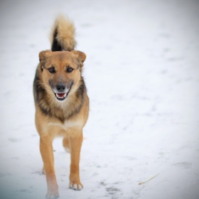 Фотография для критики "собака" | Фотограф Юлия Зубкова | foto.by фото.бай