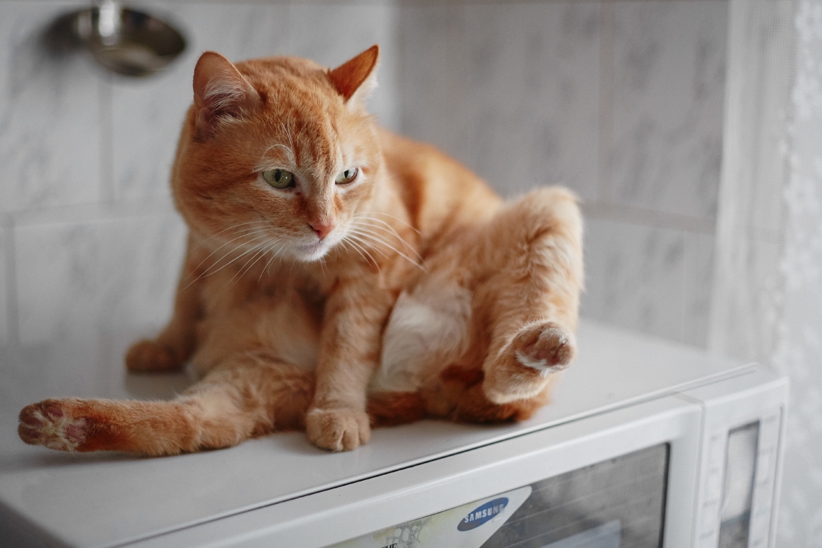 Один час жизни кота | Фотограф Дмитрий Цвелёв | foto.by фото.бай