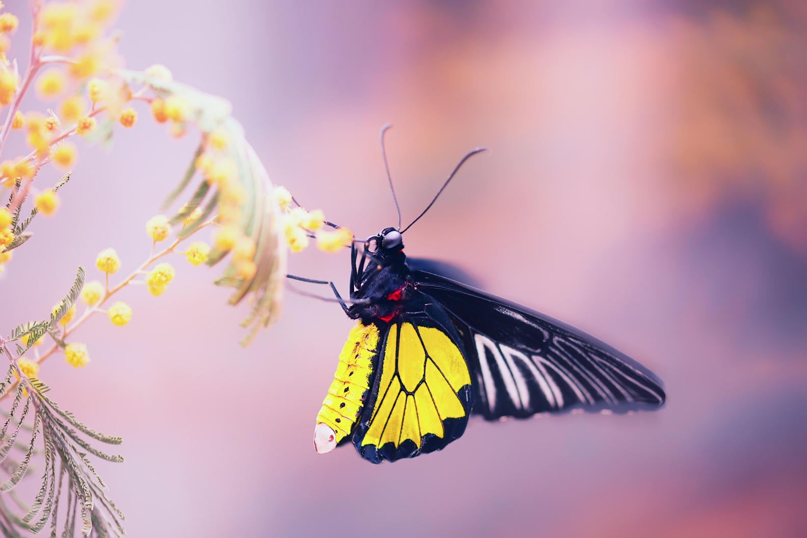 Тропические бабочки | Фотограф Юлия Войнич | foto.by фото.бай