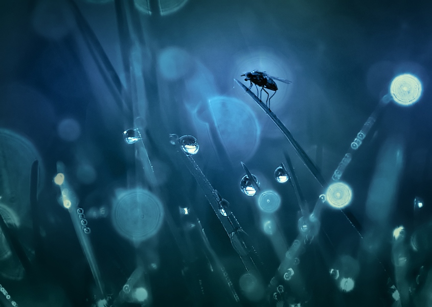 Про муху | Фотограф Лариса Пашкевич | foto.by фото.бай