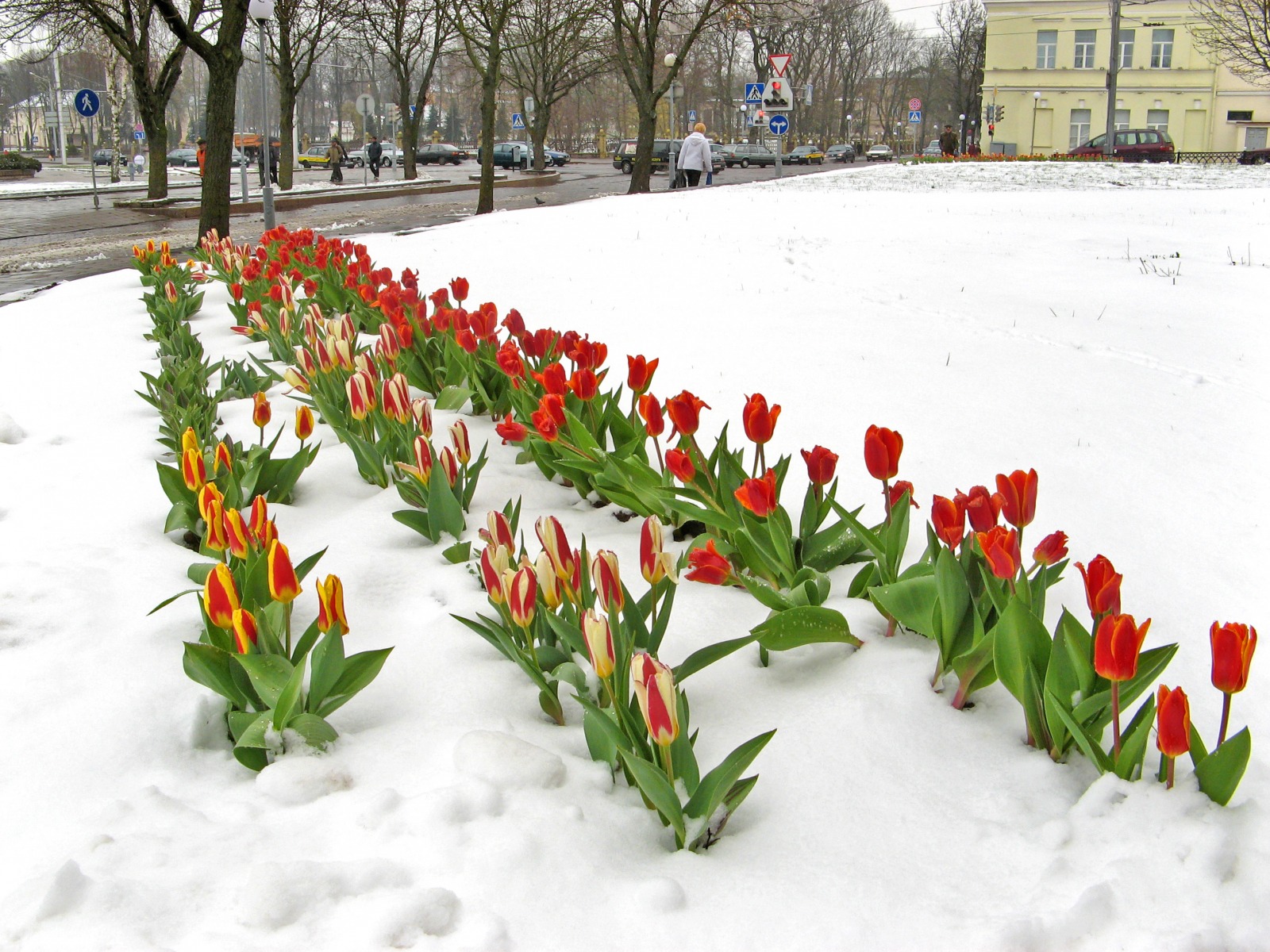 Тюльпаны в снегу | Фотограф Александр Архипов | foto.by фото.бай