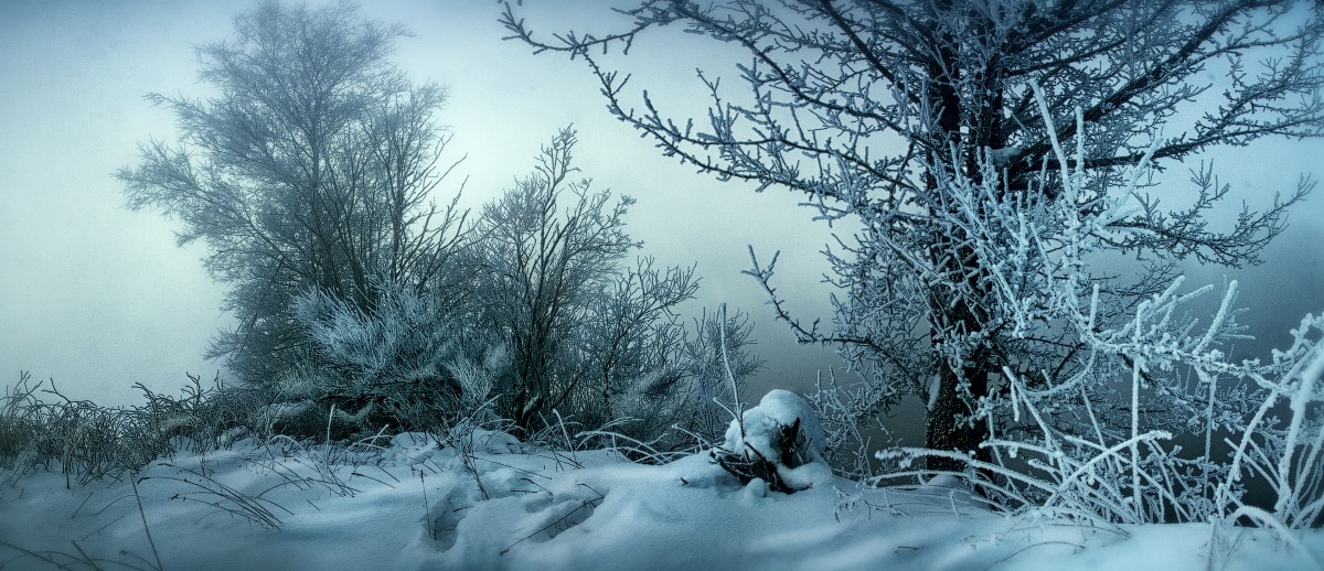 Тайны леса | Фотограф Анна Дергай | foto.by фото.бай