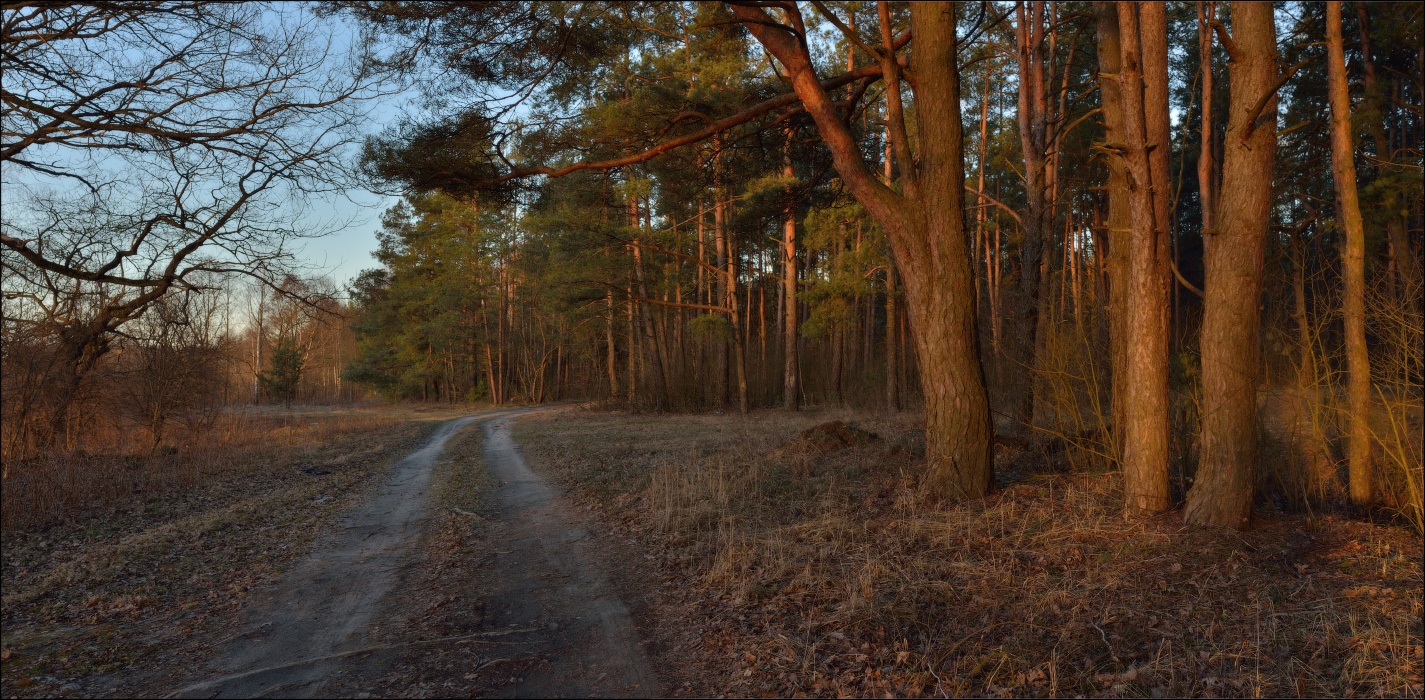 Весенний вечер в лесу. | Фотограф Юрий Купреев | foto.by фото.бай