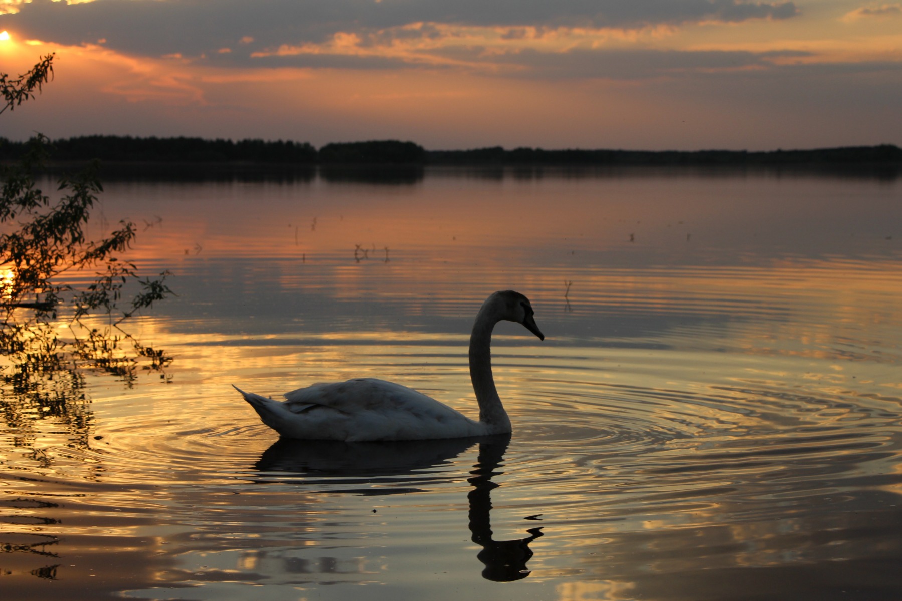 Лебедь на закате. | Фотограф Andrey Arakcheev | foto.by фото.бай