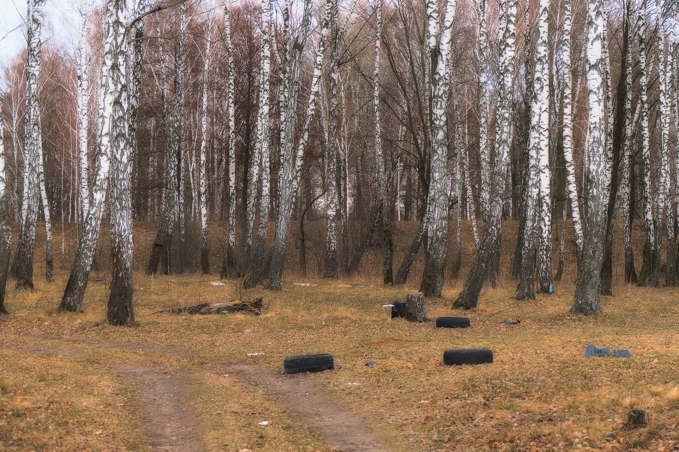 По следам лесных тварей (читайте описание) | Фотограф Александр Чиж | foto.by фото.бай