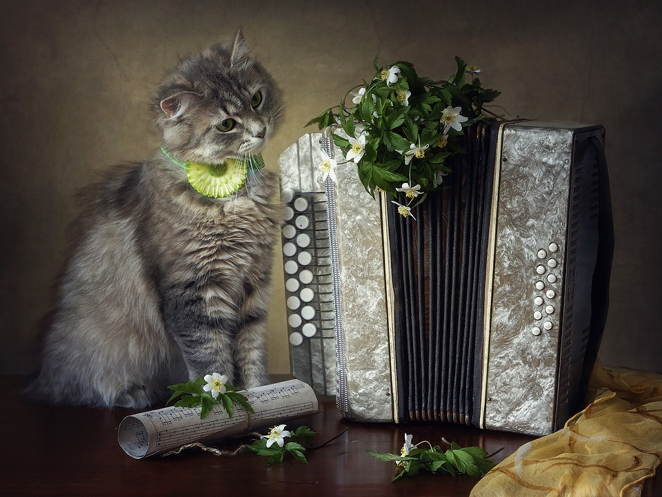 Весенний кошачий романс | Фотограф Ирина Приходько | foto.by фото.бай