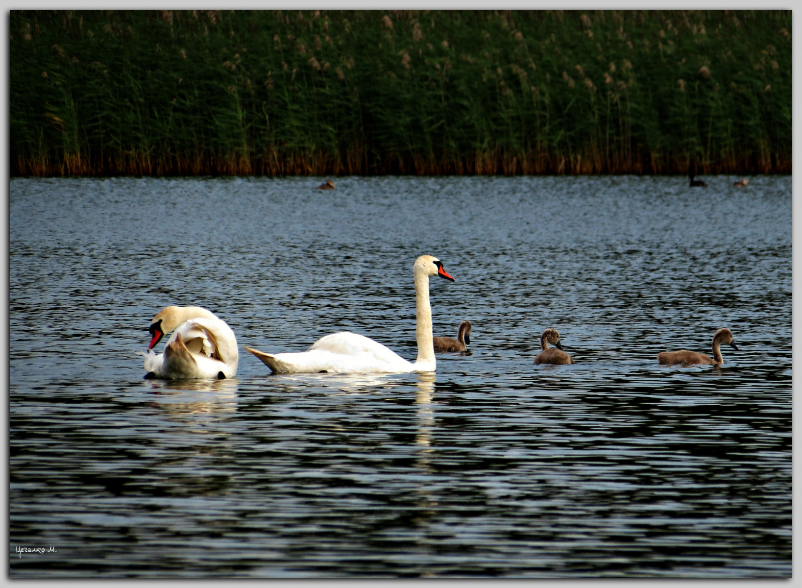 Лебеди | Фотограф Михаил Цегалко | foto.by фото.бай