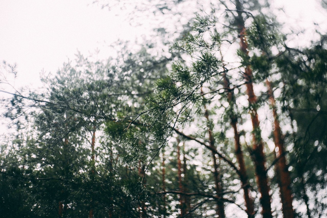 Осенний лес | Фотограф Артур Язубец | foto.by фото.бай