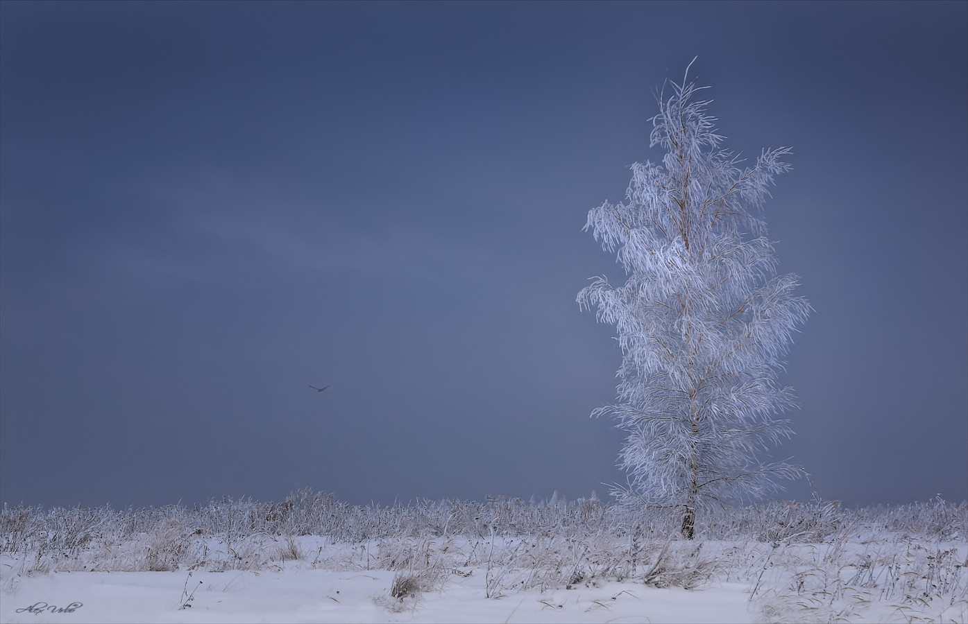 В объятиях зимы. | Фотограф Алексей Богорянов | foto.by фото.бай
